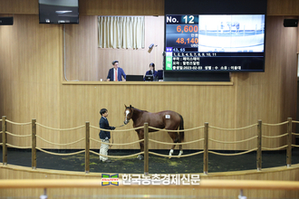 경주마 첫 1세 경매...‘최고가 1억 6,600만원’ 낙찰